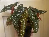 Begonija Maculata