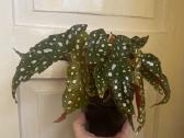 Begonija Maculata - nuotraukos Nr. 4