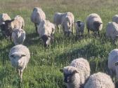 Mišrūnai eriukai Raseinių r - nuotraukos Nr. 4