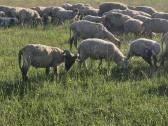 Mišrūnai eriukai Raseinių r - nuotraukos Nr. 6