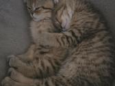Škotų nulėpausė mergaitė - nuotraukos Nr. 4