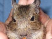 Degu mažyliai - nuotraukos Nr. 3
