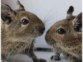 Degu mažyliai - nuotraukos Nr. 7