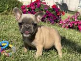 Kilmingi Prancuzu buldogai / French buldog