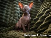 Kanados Sfinksai