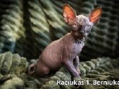 Kanados Sfinksai - nuotraukos Nr. 2