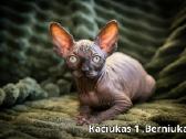 Kanados Sfinksai - nuotraukos Nr. 4