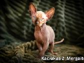 Kanados Sfinksai - nuotraukos Nr. 6