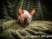 Kanados Sfinksai - nuotraukos Nr. 7