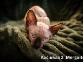Kanados Sfinksai - nuotraukos Nr. 3