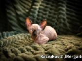 Kanados Sfinksai - nuotraukos Nr. 4
