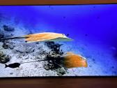 LG Oled55c12 4k 120hz Gaming TV Hdr Youtube Go3 - nuotraukos Nr. 3