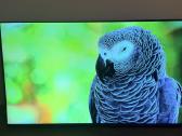 LG 49nano803 Nanocell Hdr Smart TV Youtube Netflix - nuotraukos Nr. 6