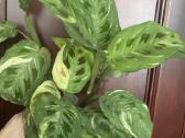 Maranta Variegata