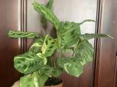 Maranta Variegata - nuotraukos Nr. 2