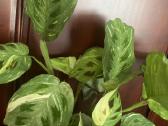 Maranta Variegata - nuotraukos Nr. 3