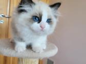 Ragdoll kačiukai namams - nuotraukos Nr. 2
