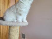 Ragdoll kačiukai namams - nuotraukos Nr. 3