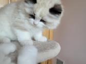 Ragdoll kačiukai namams - nuotraukos Nr. 4