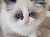Ragdoll kačiukai namams - nuotraukos Nr. 5