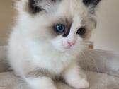 Ragdoll kačiukai namams - nuotraukos Nr. 6
