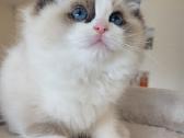 Ragdoll kačiukai namams