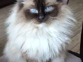 Ragdoll kačiukai namams - nuotraukos Nr. 7