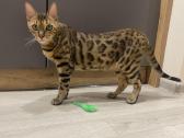 Bengalijos katinai - nuotraukos Nr. 6