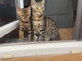 Bengalijos katinai