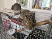 Dovanojame 2 degu mergaites
