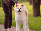 Akita Inu kilmingi šuniukai iš veislyno - nuotraukos Nr. 2