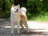 Akita Inu kilmingi šuniukai iš veislyno - nuotraukos Nr. 3