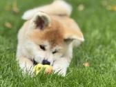 Nauja Vada Akita Inu kilmingi šuniukai iš veislyno - nuotraukos Nr. 5