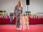 Nauja Vada Akita Inu kilmingi šuniukai iš veislyno - nuotraukos Nr. 6