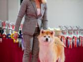 Nauja Vada Akita Inu kilmingi šuniukai iš veislyno - nuotraukos Nr. 7