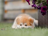 Akita Inu kilmingi šuniukai iš veislyno