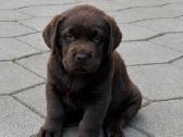 Šokoladiniai Labradoro Retriveriai - nuotraukos Nr. 6