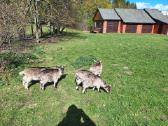 Ožiukai parduodami nebrangiai - nuotraukos Nr. 2