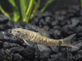Įv. akvariuminės žuvelės Šiauliuose - nuotraukos Nr. 34