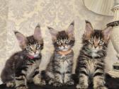 Mainecoon Parduodami kačiukai
