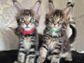 Mainecoon Parduodami kačiukai - nuotraukos Nr. 2