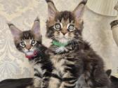 Mainecoon Parduodami kačiukai - nuotraukos Nr. 4