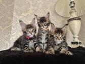 Mainecoon Parduodami kačiukai - nuotraukos Nr. 5