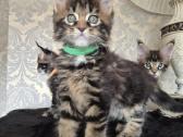 Mainecoon Parduodami kačiukai - nuotraukos Nr. 6