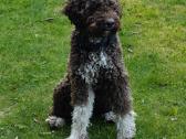 Lagotto Romagnolo