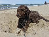 Lagotto Romagnolo - nuotraukos Nr. 2