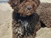 Lagotto Romagnolo - nuotraukos Nr. 3