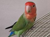 Agapornis