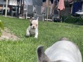 Žaisminga prancūzų buldogė - nuotraukos Nr. 5