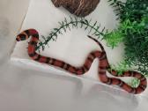 L.t.hondurensis - nuotraukos Nr. 2